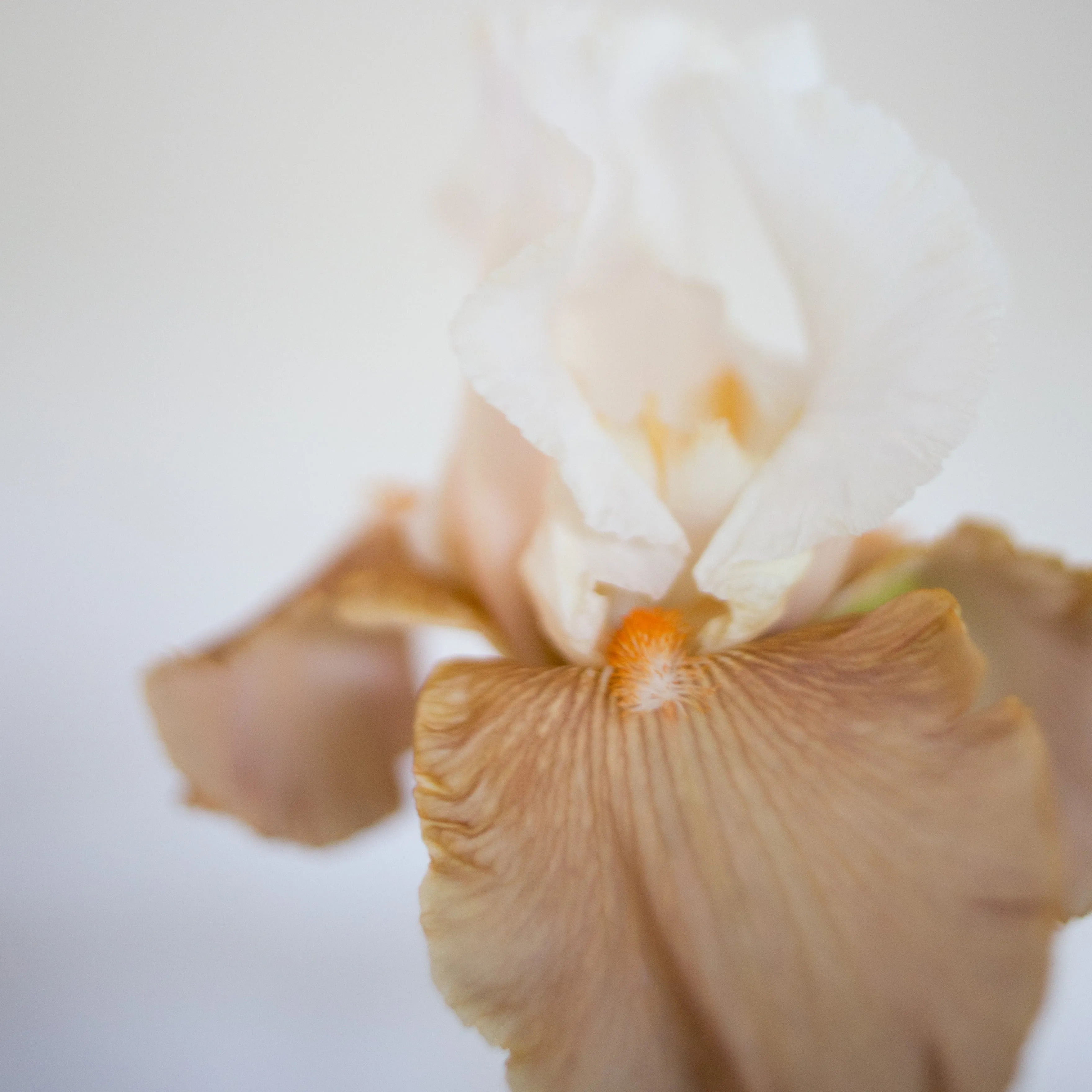 Bearded Iris 'Heaven and Earth'