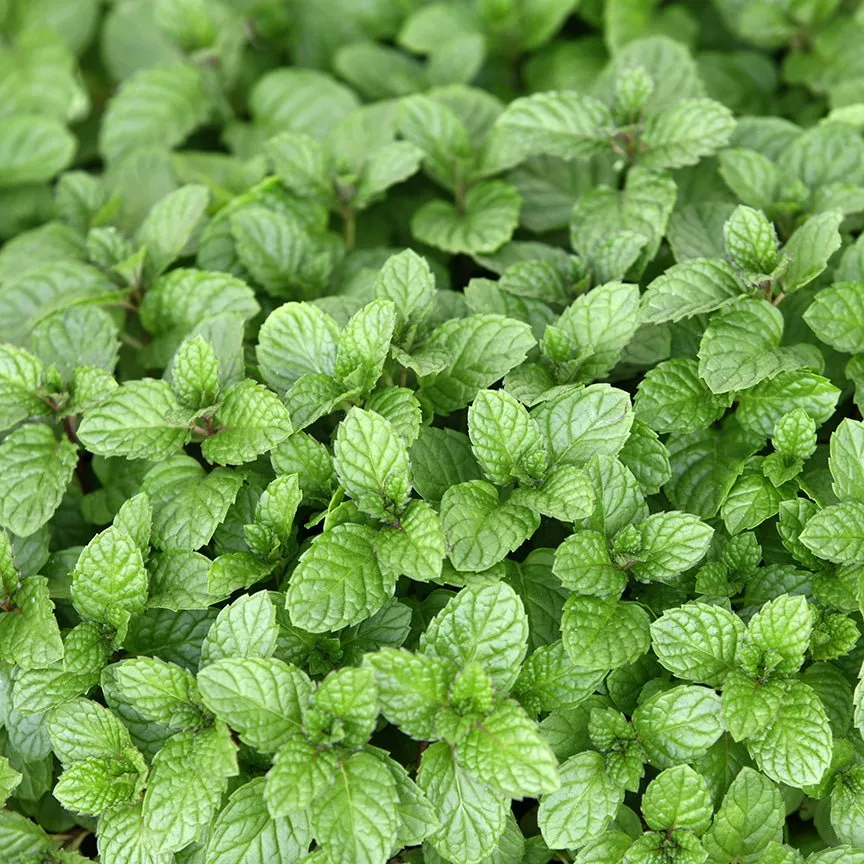 Corn Mint (Wild Mint) Essential Oil