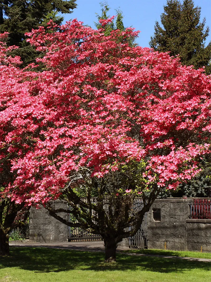 Dogwood - Red