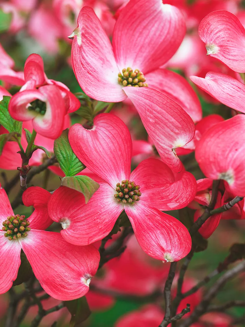 Dogwood - Red