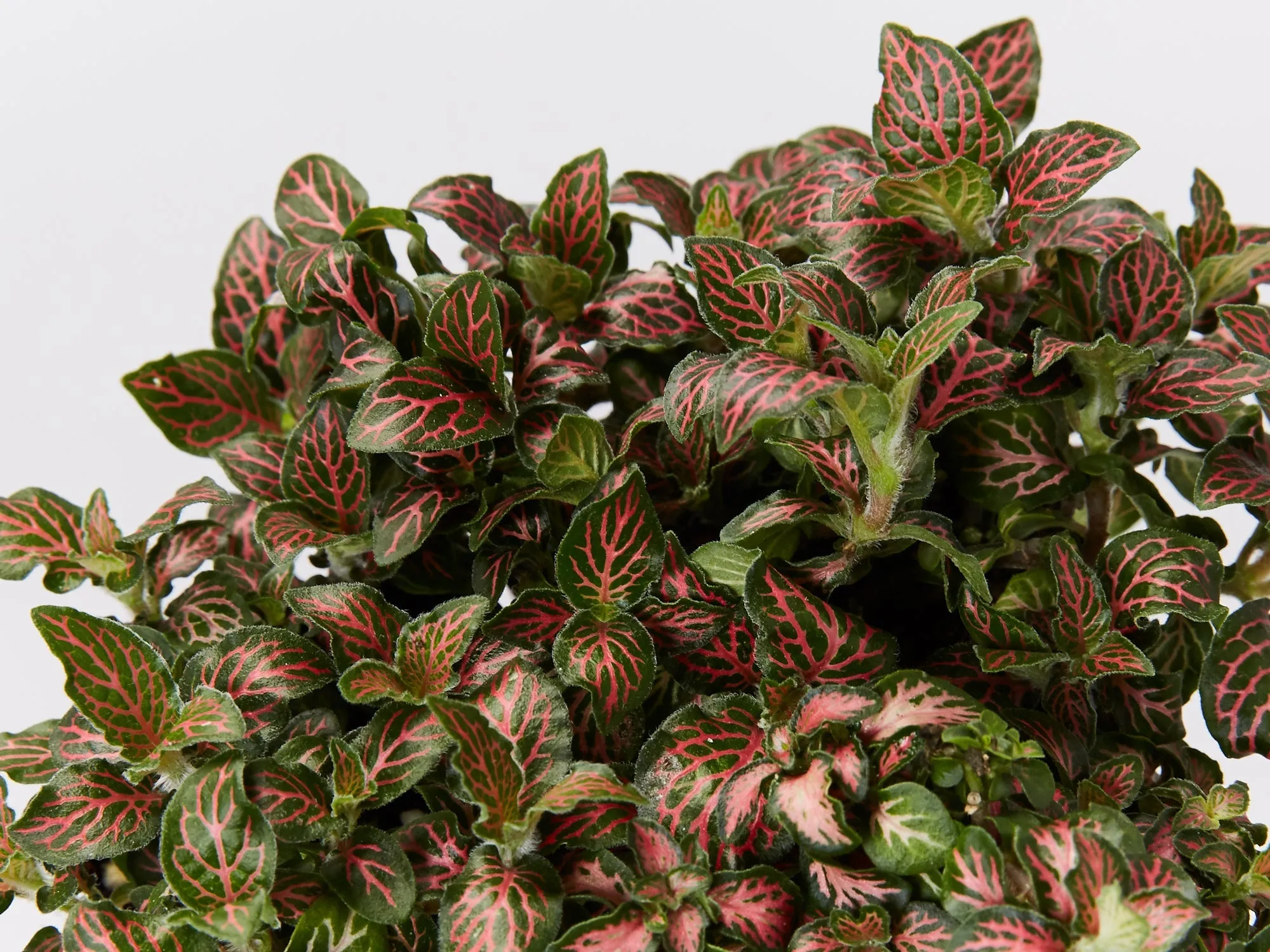 Fittonia Jungle Flame - Red