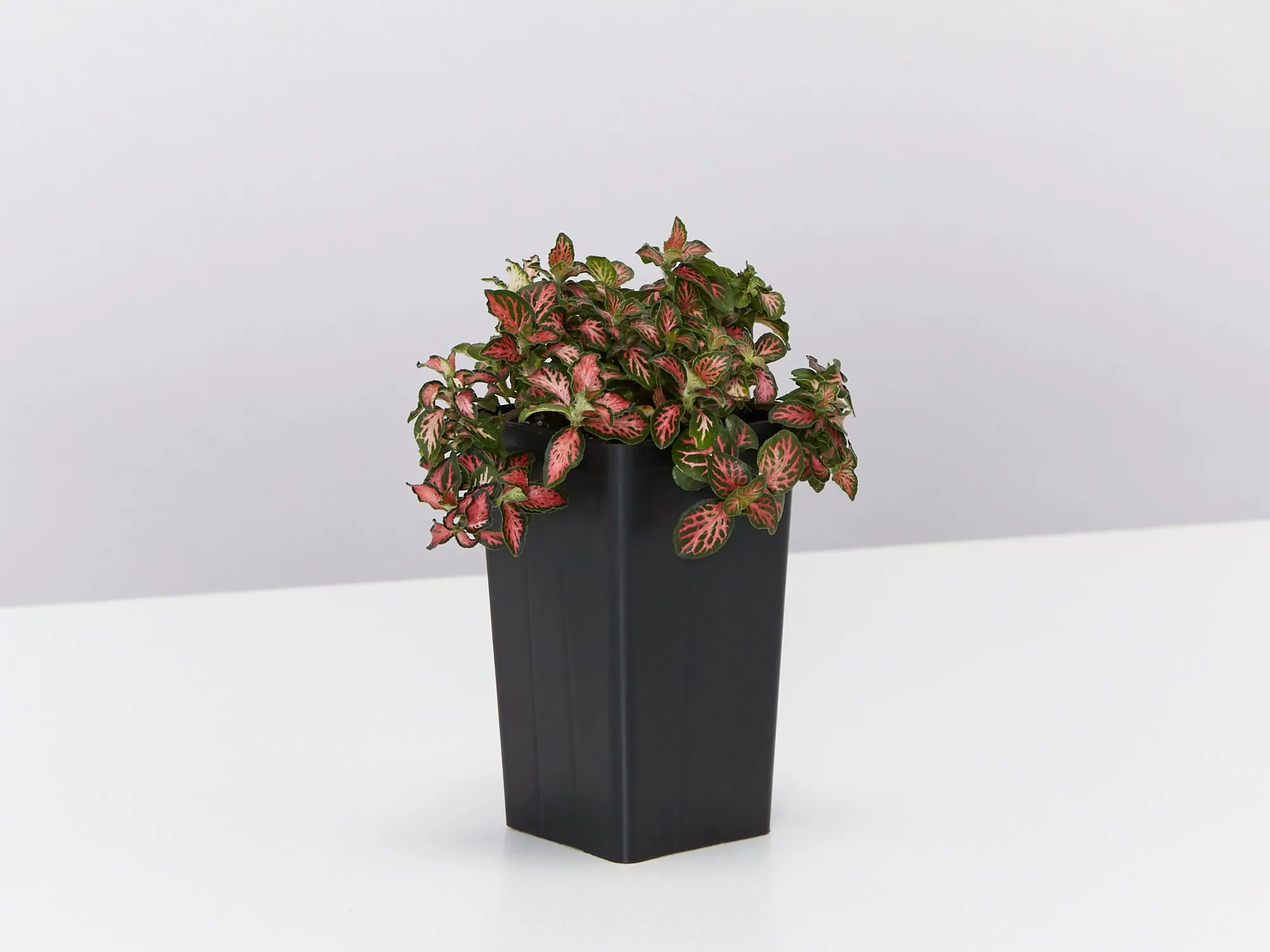 Fittonia Jungle Flame - Red