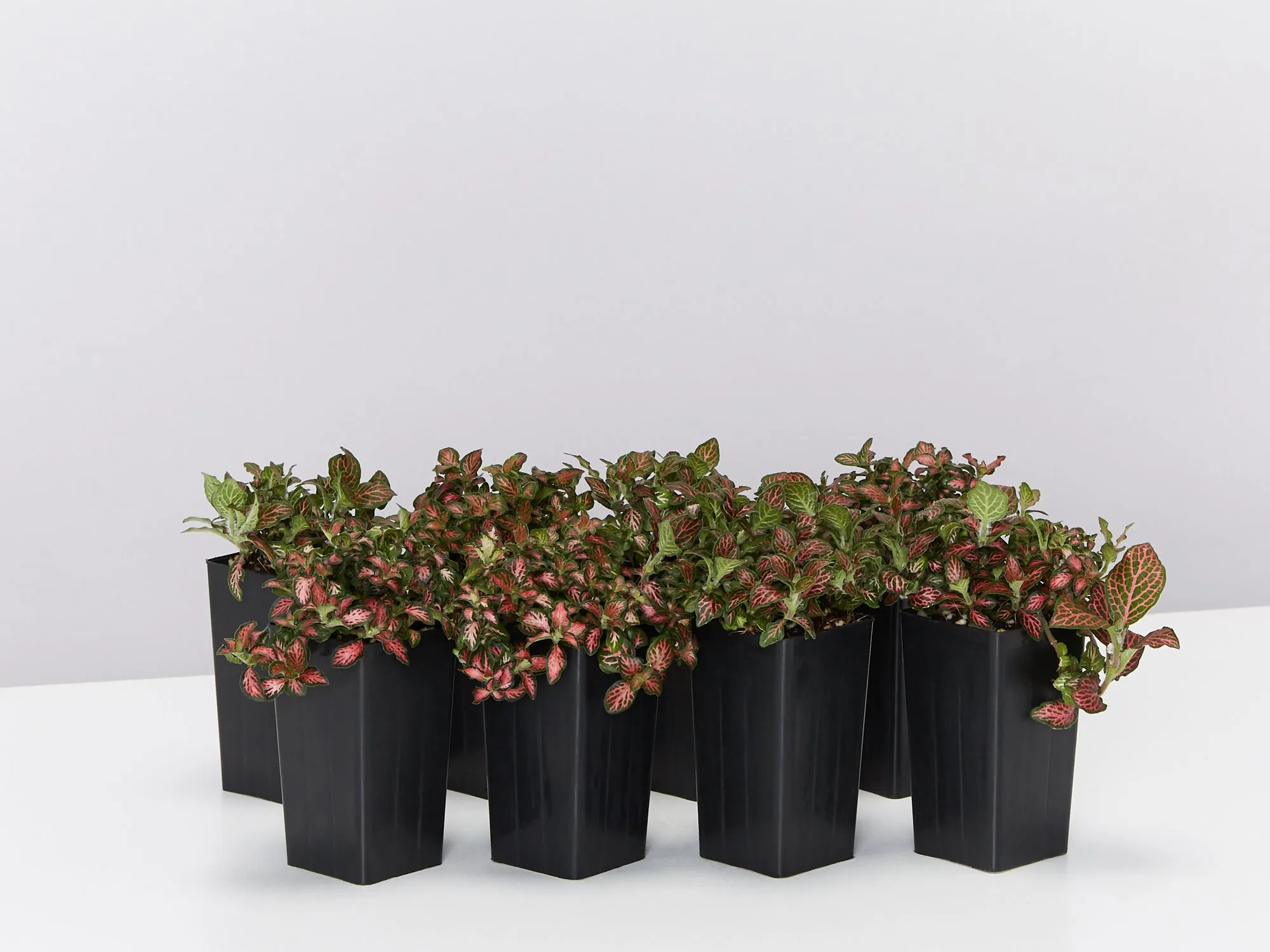 Fittonia Jungle Flame - Red