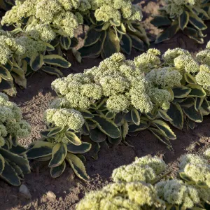 Frosted Fire Stonecrop