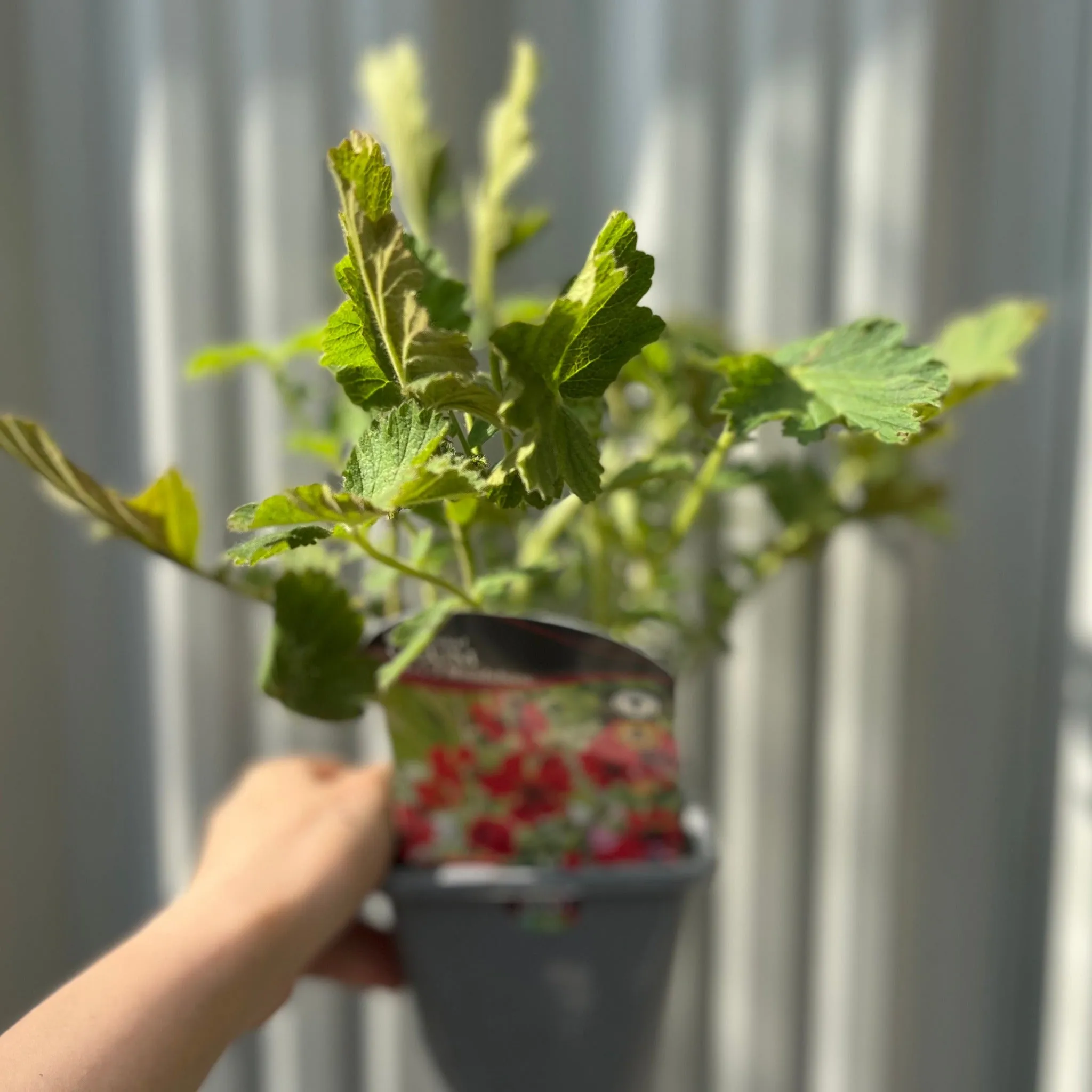 Geum 'Mrs Bradshaw' 9cm/1.5L/3L Pot