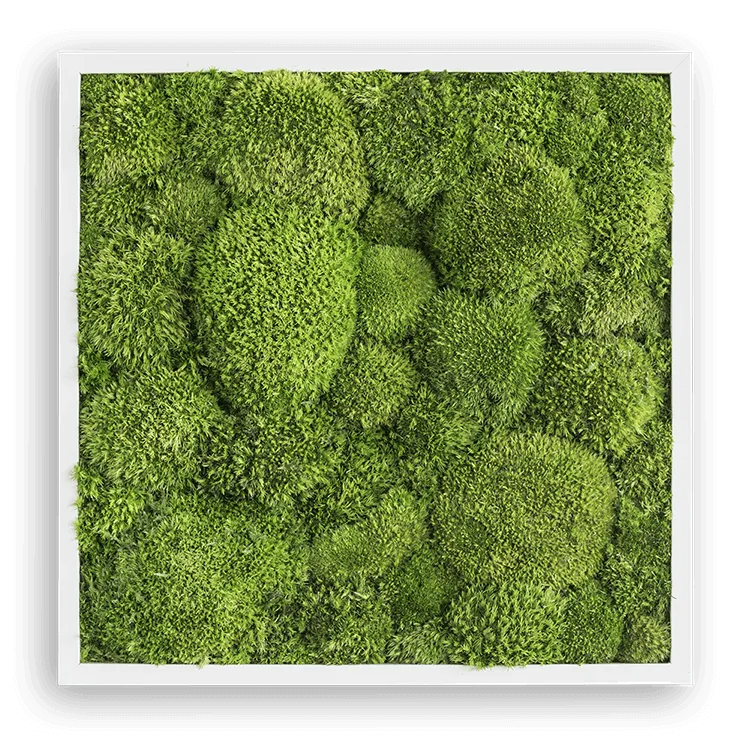 Green Square Moss Art (35cm)