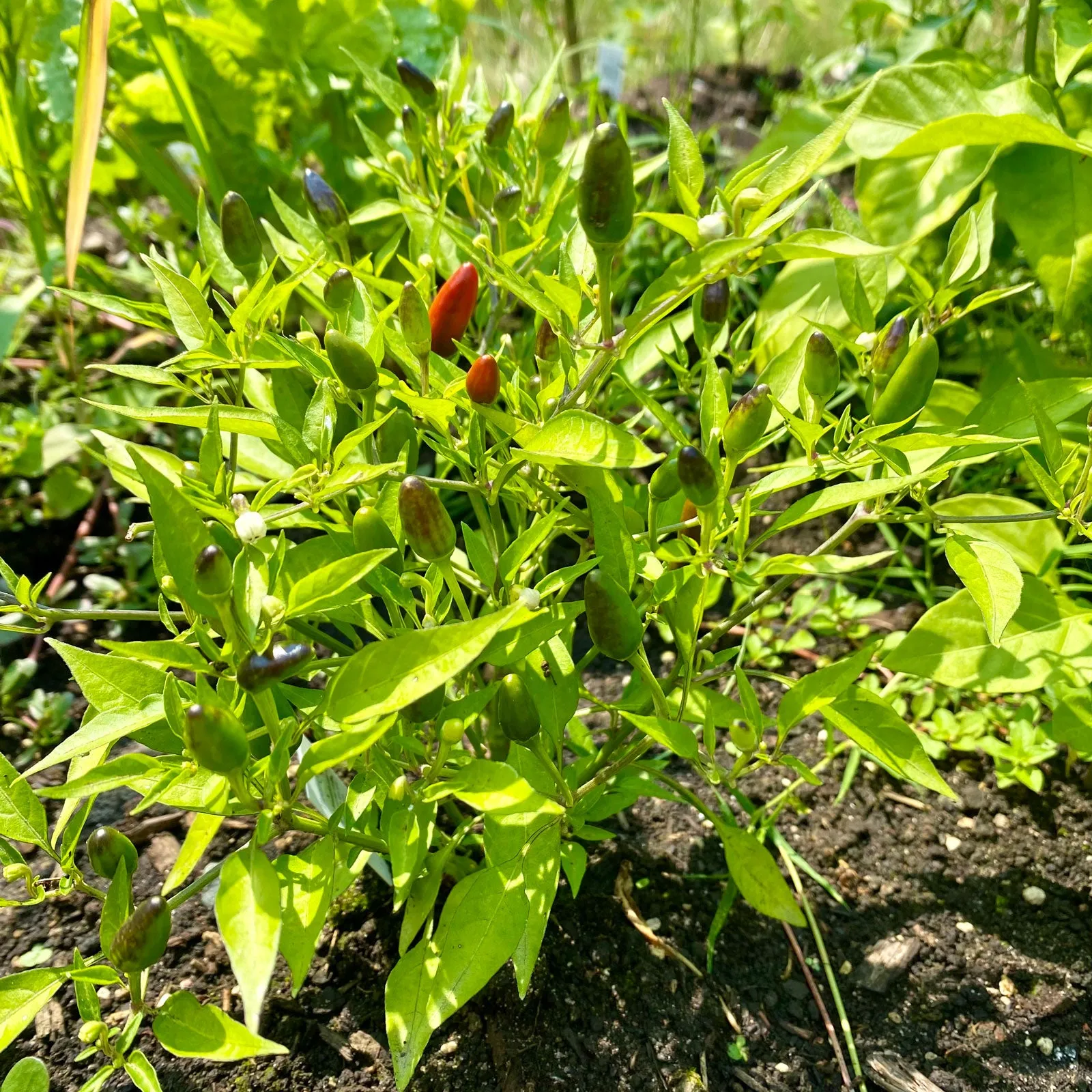 Thai Hot Pepper Seeds