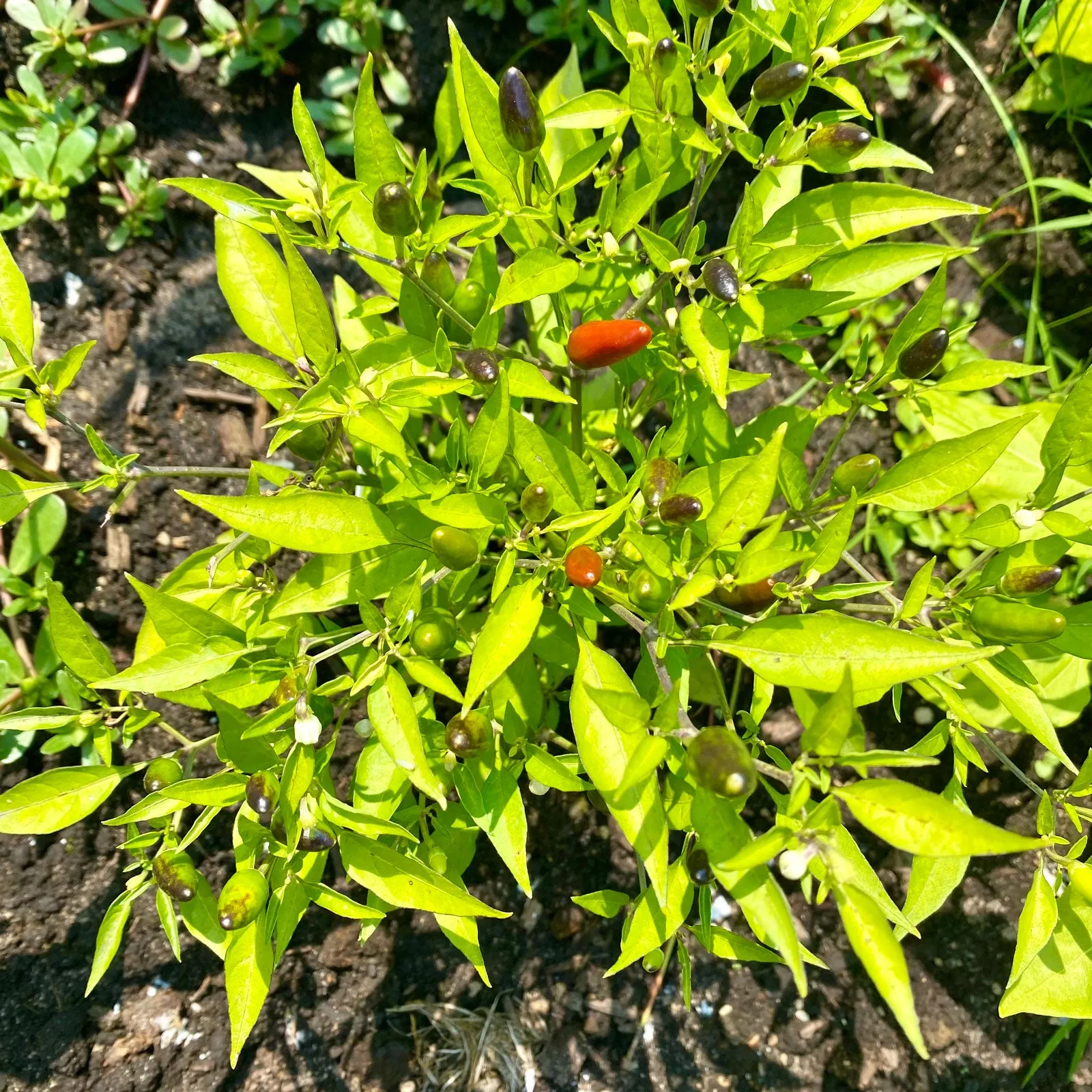 Thai Hot Pepper Seeds